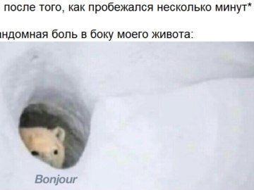 Медведь Бонжур