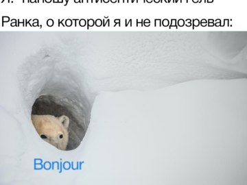 Медведь Бонжур