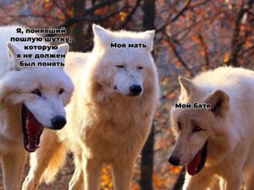 Волки смеются
