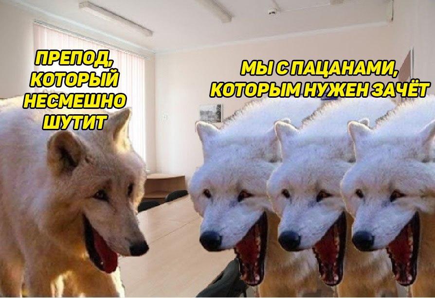 Волки смеются