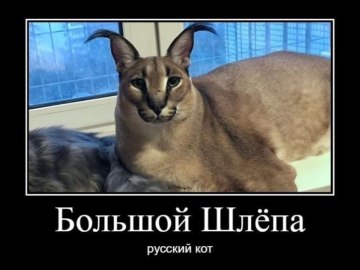 Большой Шлепа