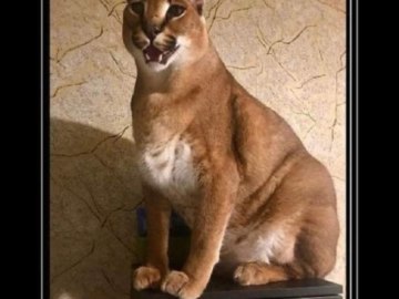 Большой Шлепа