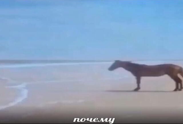 почему мем почему мем