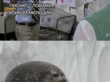 Пепе Сильвия и тюлень