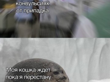 Пепе Сильвия и тюлень