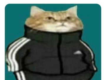 Кошка в костюме Адидас