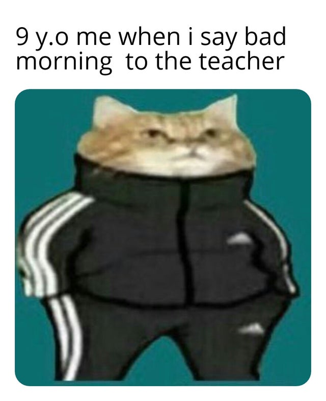 Кошка в костюме Адидас