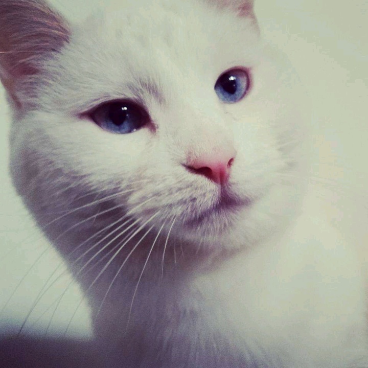 vibing cat мем