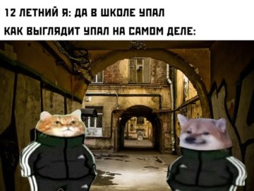 Собака в костюме Адидас