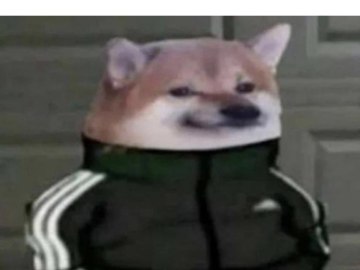 Собака в костюме Адидас