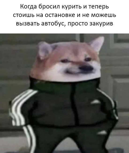 Собака в костюме Адидас
