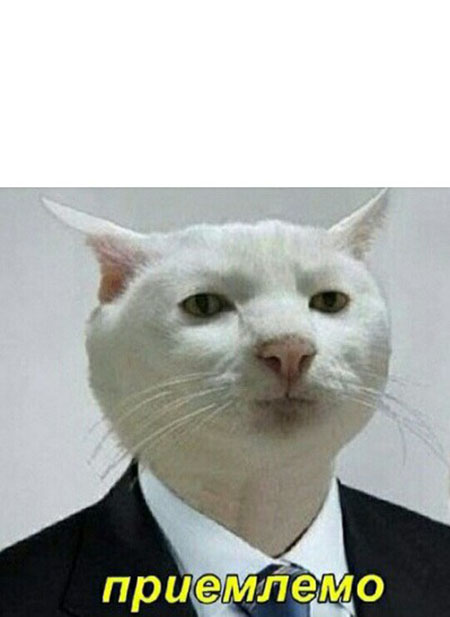 кот приемлемо мем
