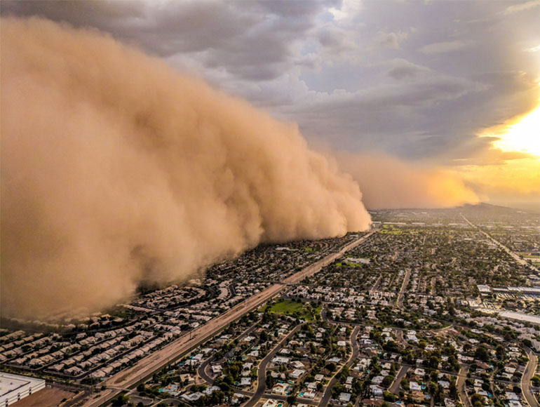 Dust Storm Dog Dust Storm Dog