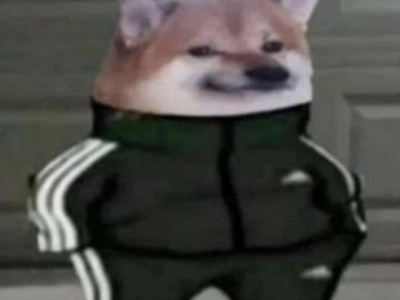 Собака в костюме Адидас