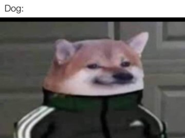 Собака в костюме Адидас