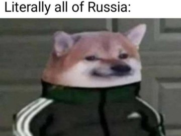 Собака в костюме Адидас
