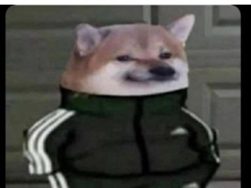 Собака в костюме Адидас