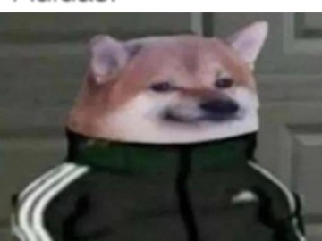 Собака в костюме Адидас