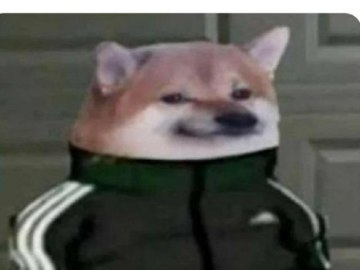 Собака в костюме Адидас