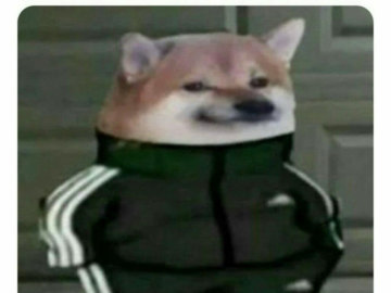 Собака в костюме Адидас