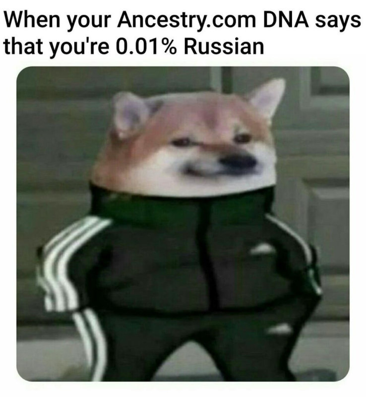 Собака в костюме Адидас