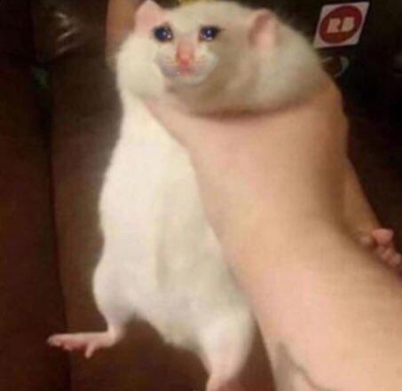 хомяк в руке