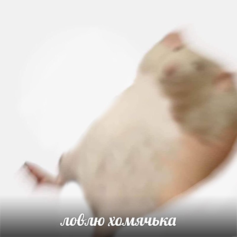 Лови хомяка