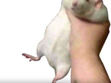 Лови хомяка