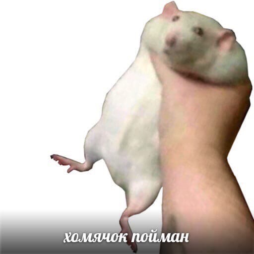 мем хомячок