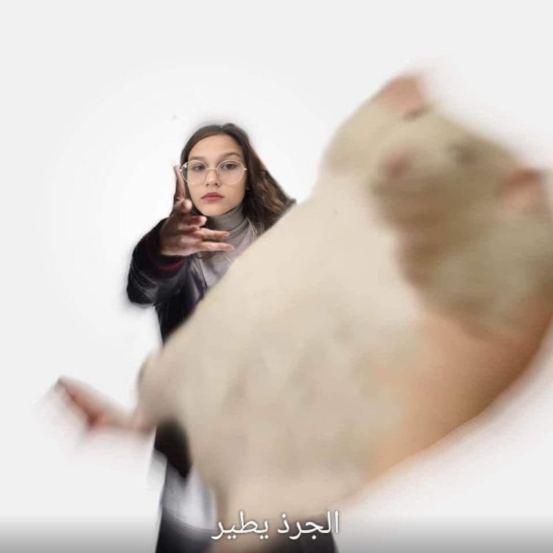 Лови хомяка