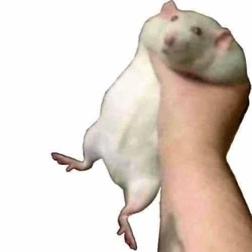 ловлю хомяка