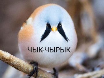Чык-чырык
