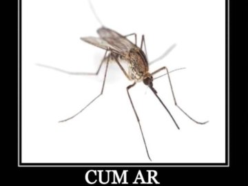 Cum
