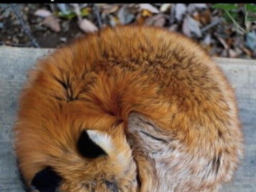 Логотип firefox