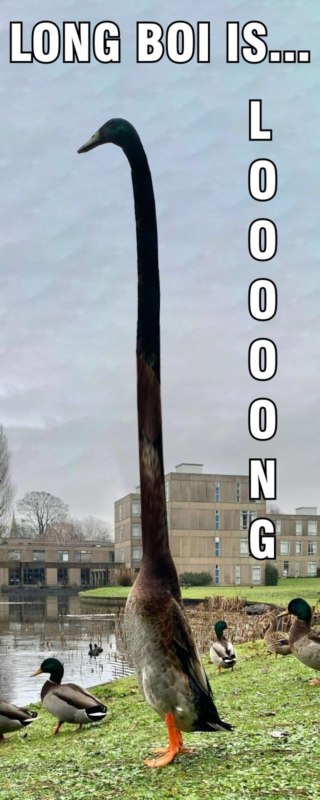 самая высокая утка в мире самая высокая утка в мире