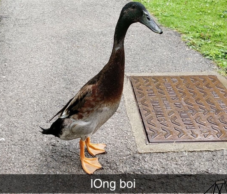 long boi Длинная утка long boi Длинная утка