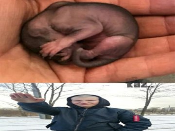 Сынуля Аболтус