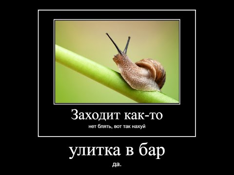 улитка и бармен