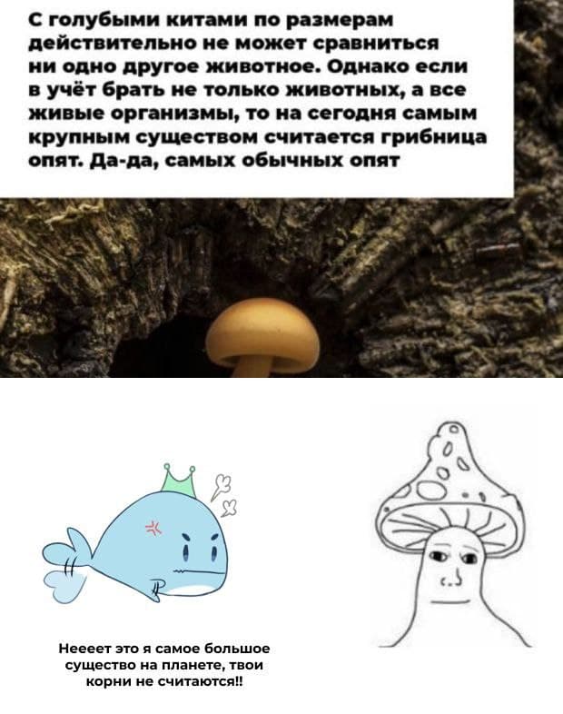 Shroomjak