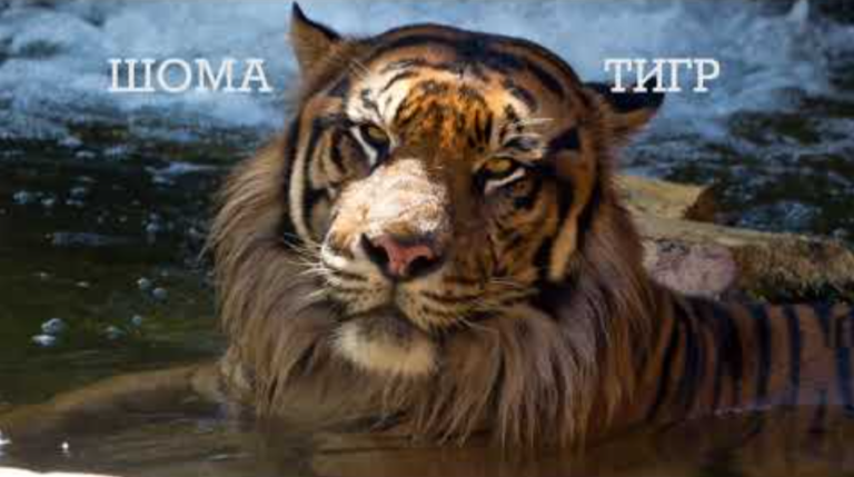 шома тигр вот как-то так