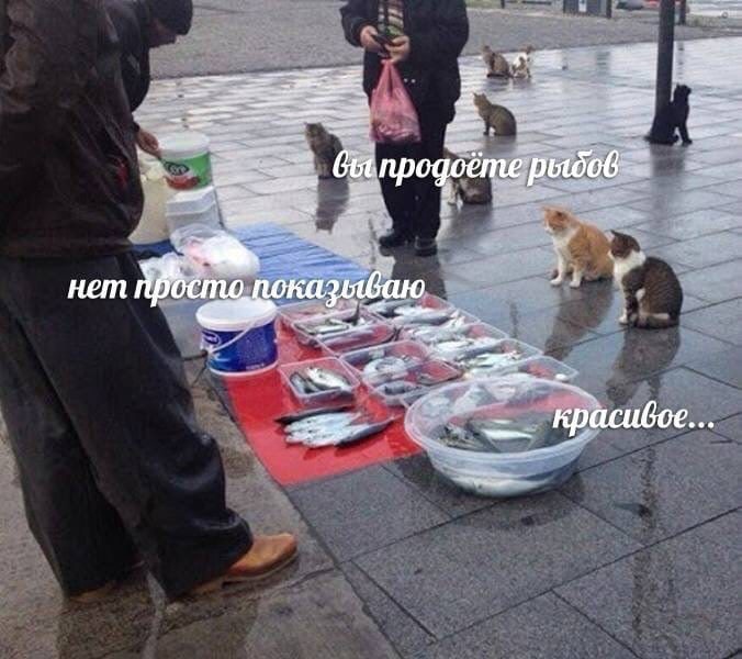 вы продоёте рыбов вы продоёте рыбов