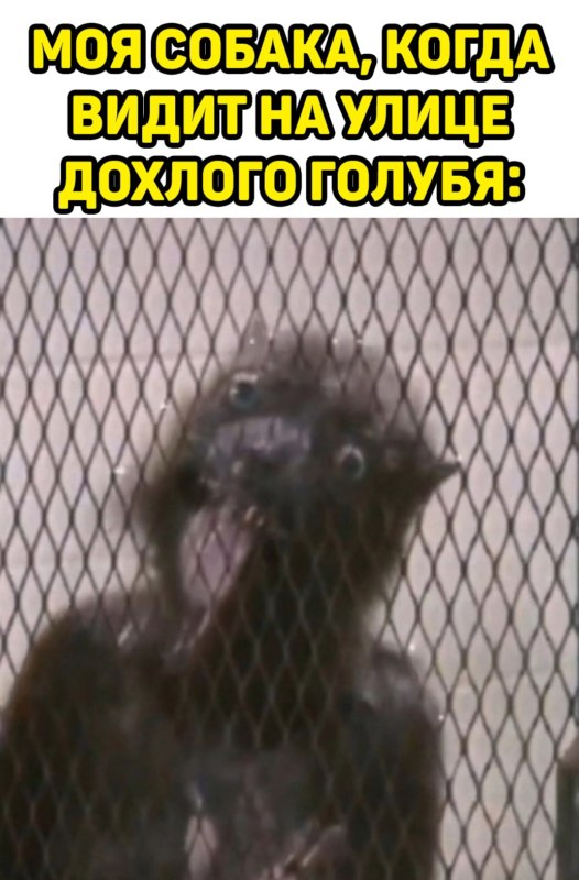 Ласка из Отряда Самоубийц