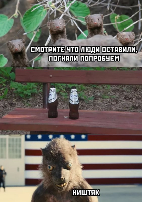 Ласка из Отряда Самоубийц