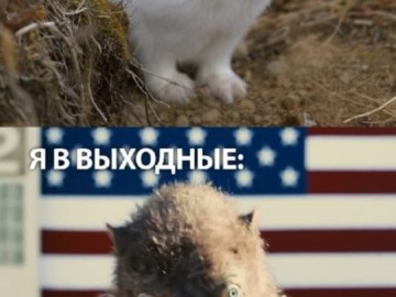 Ласка из Отряда Самоубийц