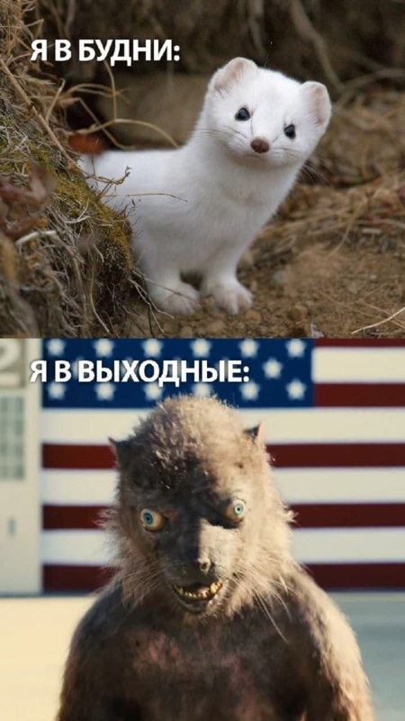Ласка из Отряда Самоубийц