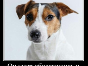 Собака и кега