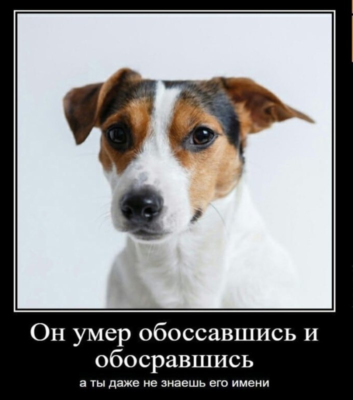 Собака и кега