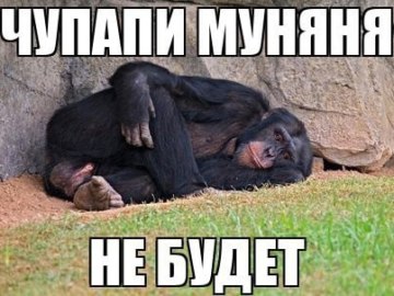 чупапи муняня не будет