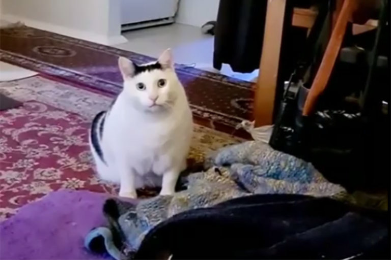 кот мяукает и кивает головой