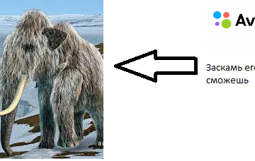 Заскамил мамонта